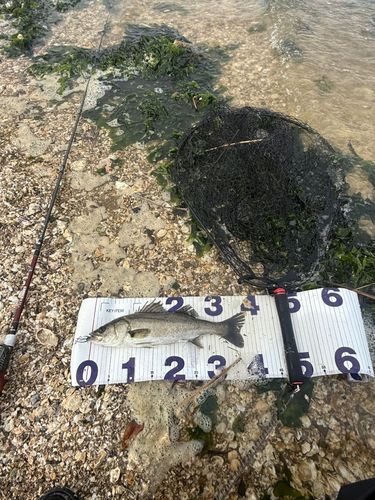 セイゴ（マルスズキ）の釣果