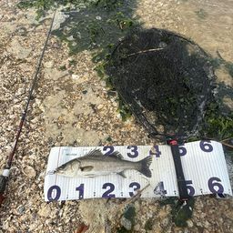 セイゴ（マルスズキ）