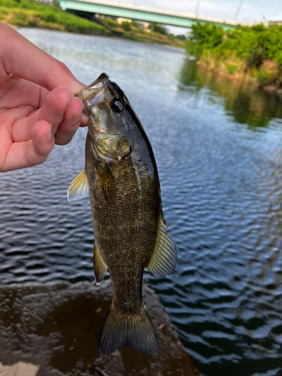 スモールマウスバス