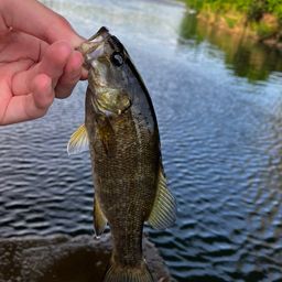 スモールマウスバス