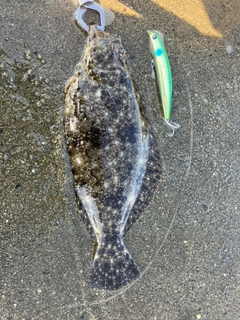 ヒラメの釣果