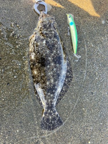 ヒラメの釣果