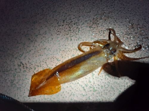 スルメイカの釣果