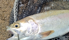ニジマスの釣果
