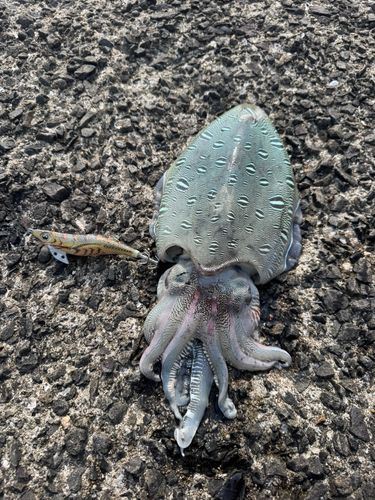 コウイカの釣果