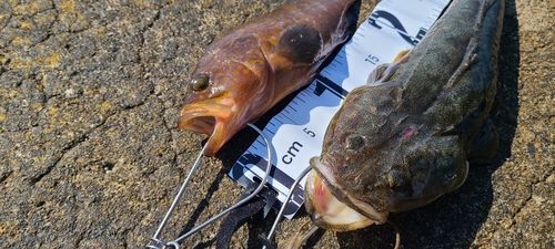 マゴチの釣果
