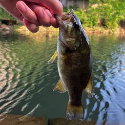 スモールマウスバス