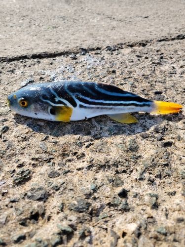 シマフグの釣果