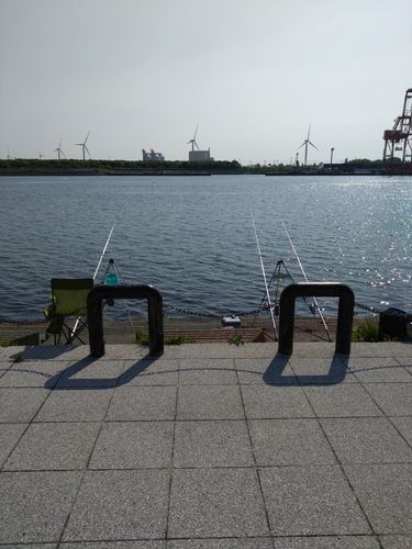 イワシの釣果