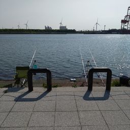 イワシ