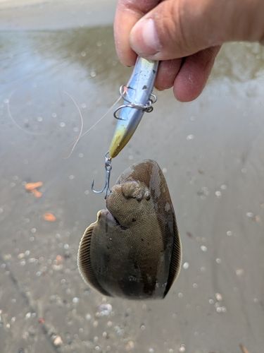 アカエイの釣果