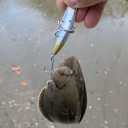 アカエイ