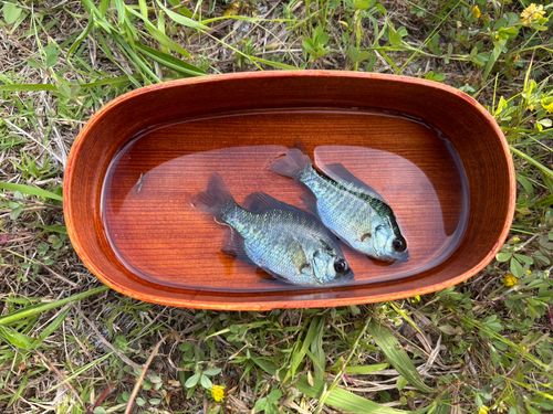ブルーギルの釣果