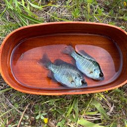 ブルーギル
