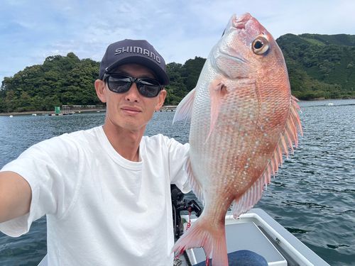 マダイの釣果
