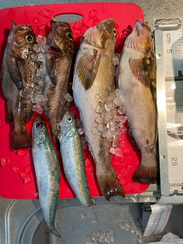 アイナメの釣果