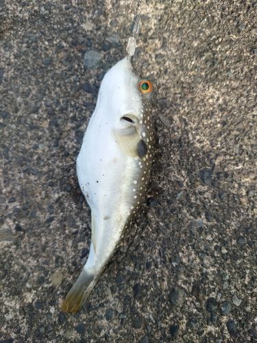 クサフグの釣果