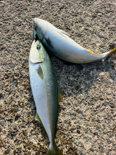 イナダの釣果