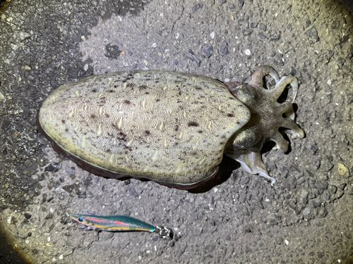 モンゴウイカの釣果