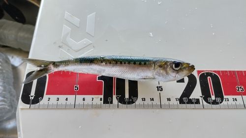 マイワシの釣果