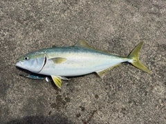 ワラサの釣果