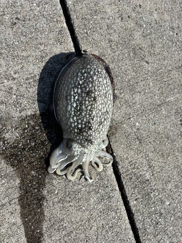 シリヤケイカの釣果