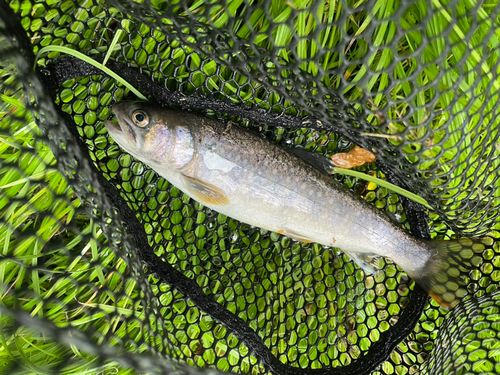 イワナの釣果