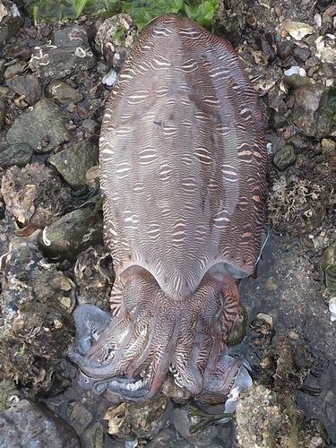 モンゴウイカの釣果