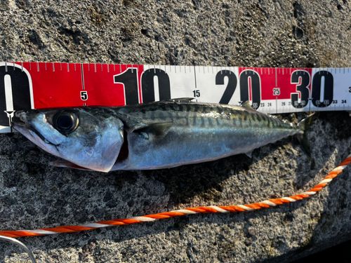 サバの釣果