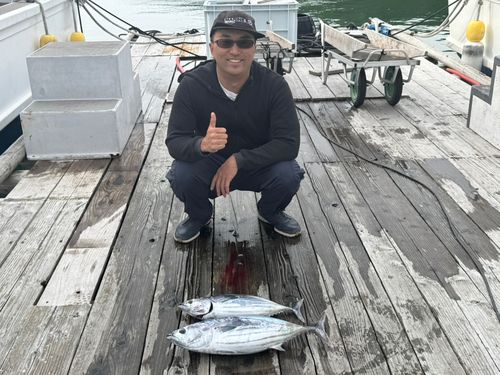 カツオの釣果