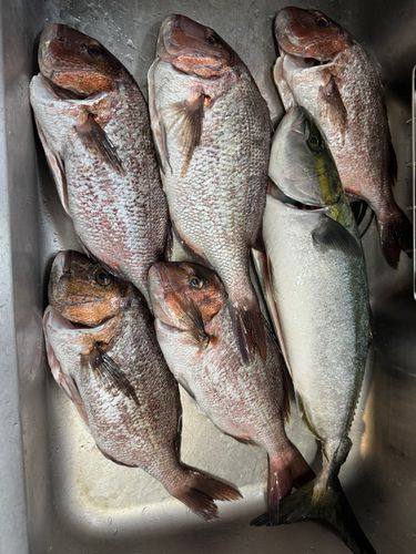 タイの釣果