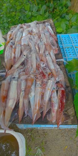 アカイカの釣果