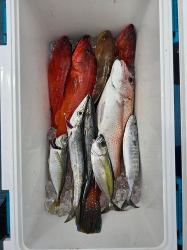 アカハタの釣果