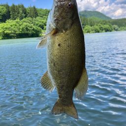 スモールマウスバス