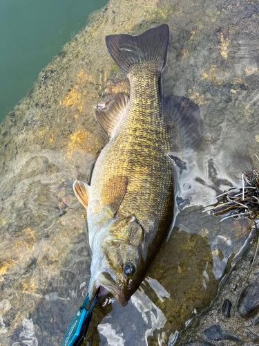 スモールマウスバスの釣果
