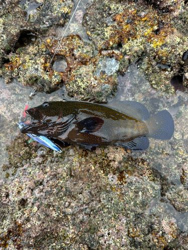 アオノメハタの釣果