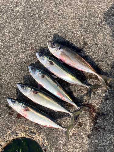 マアジの釣果