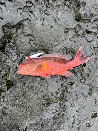 バラハタの釣果