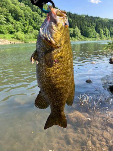 スモールマウスバスの釣果