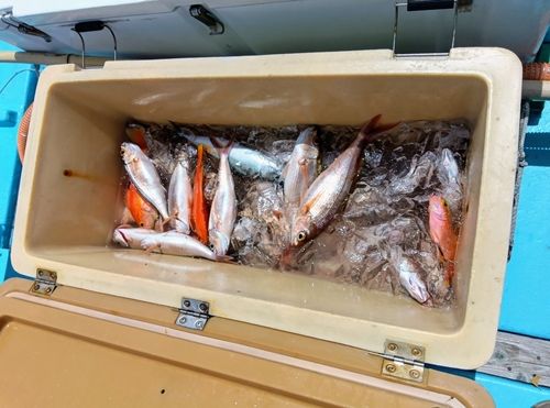 ヒメダイの釣果