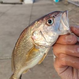 イシモチ
