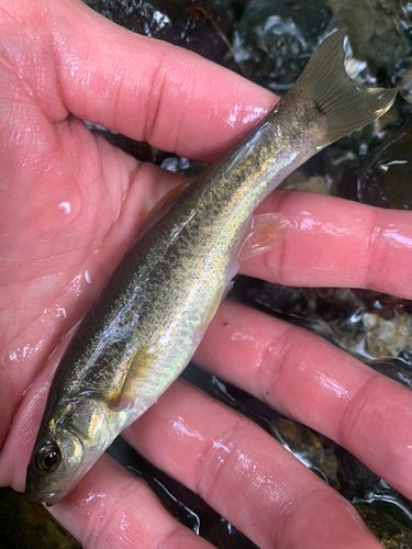タカハヤの釣果