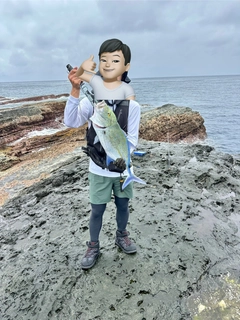カスミアジの釣果