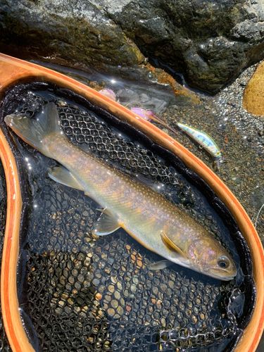 イワナの釣果