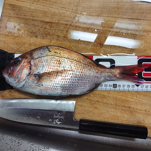 タイの釣果