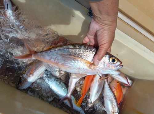ヒメダイの釣果