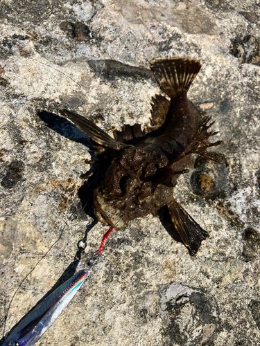 オニオコゼの釣果