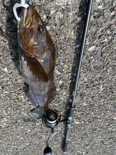 アイナメの釣果