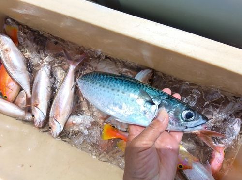 ゴマサバの釣果