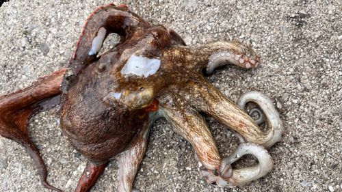 タコの釣果